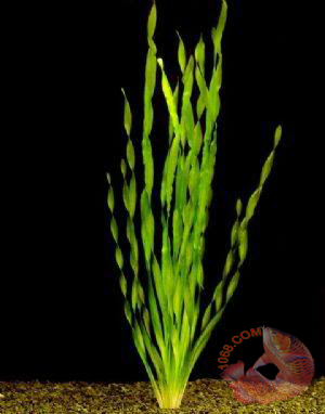 Cây Hẹ Xoắn - có tên khoa học Vallisneria americana sp natans là một loại cây thủy sinh đẹp được trồng nhiều trong các hồ thủy sinh. Cây hẹ xoắn thường được tìm thấy ở các vùng châu á , có hình dạng mong như sợi xoắn lại như sợ mì 
